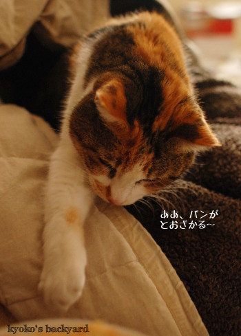 慎重すぎるブレッド・ハンター猫_b0253205_02310952.jpg