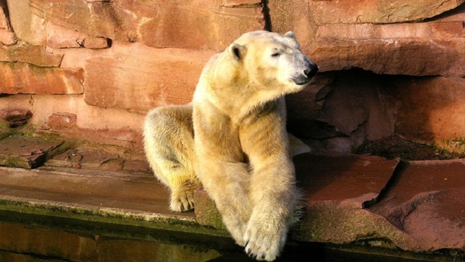 ドイツ・ヴィルヘルマ動物園のフェリックスがオランダ・レネンのアウヴェハンス動物園へ_a0151913_1051889.jpg