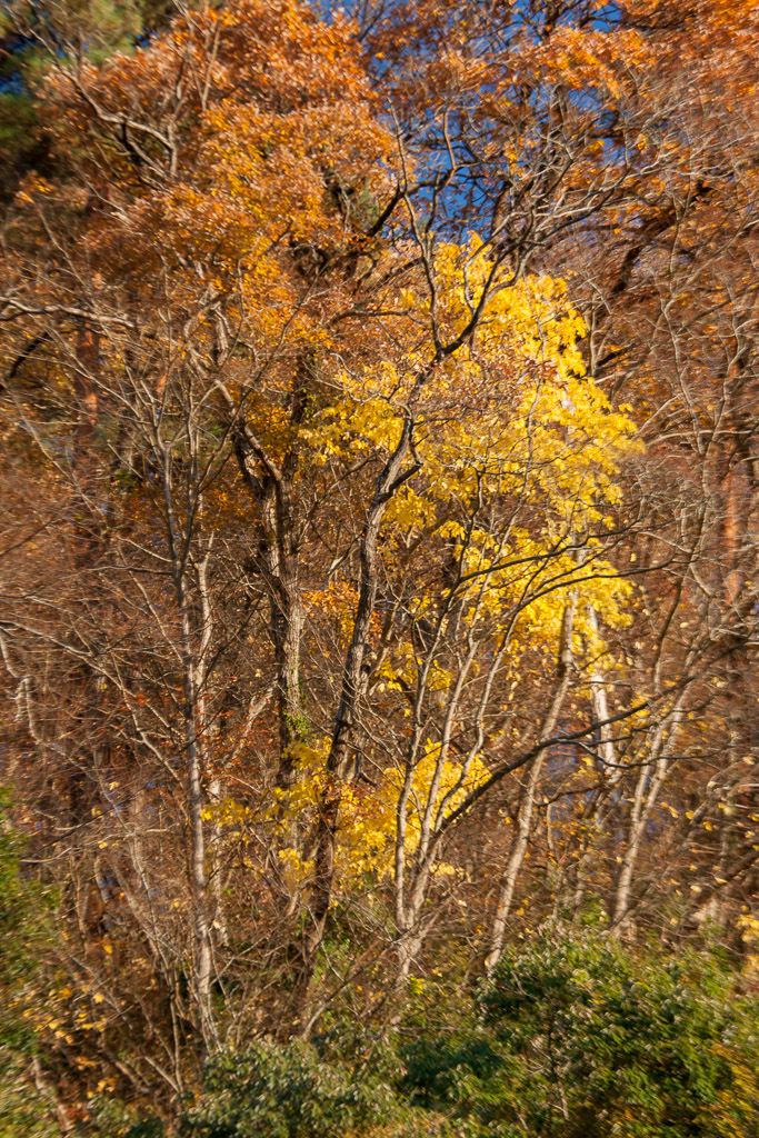 長瀞の紅葉_b0010915_2129646.jpg