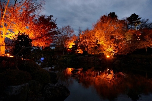 桜山公園 鬼石冬桜 ライトアップ編 焼まんじゅうを食らう
