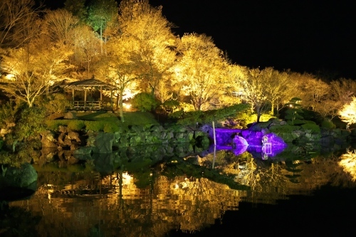 桜山公園 鬼石冬桜 ライトアップ編 焼まんじゅうを食らう