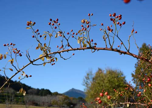 茨城県フラワーパーク_f0147025_15171789.jpg