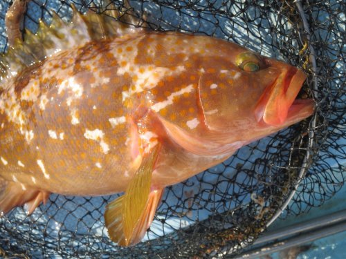 師崎のアコウ（キジハタ） : 釣 魚 百 態