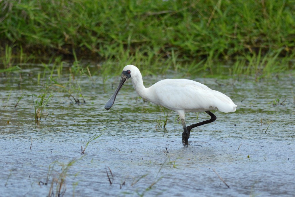 Black-faced Spoonbill_f0350530_17335320.jpg