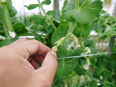 スナップエンドウ「シャキ甘“菊光”」 人気のスナップエンドウ!大好評発売中!!_a0254656_18262481.jpg