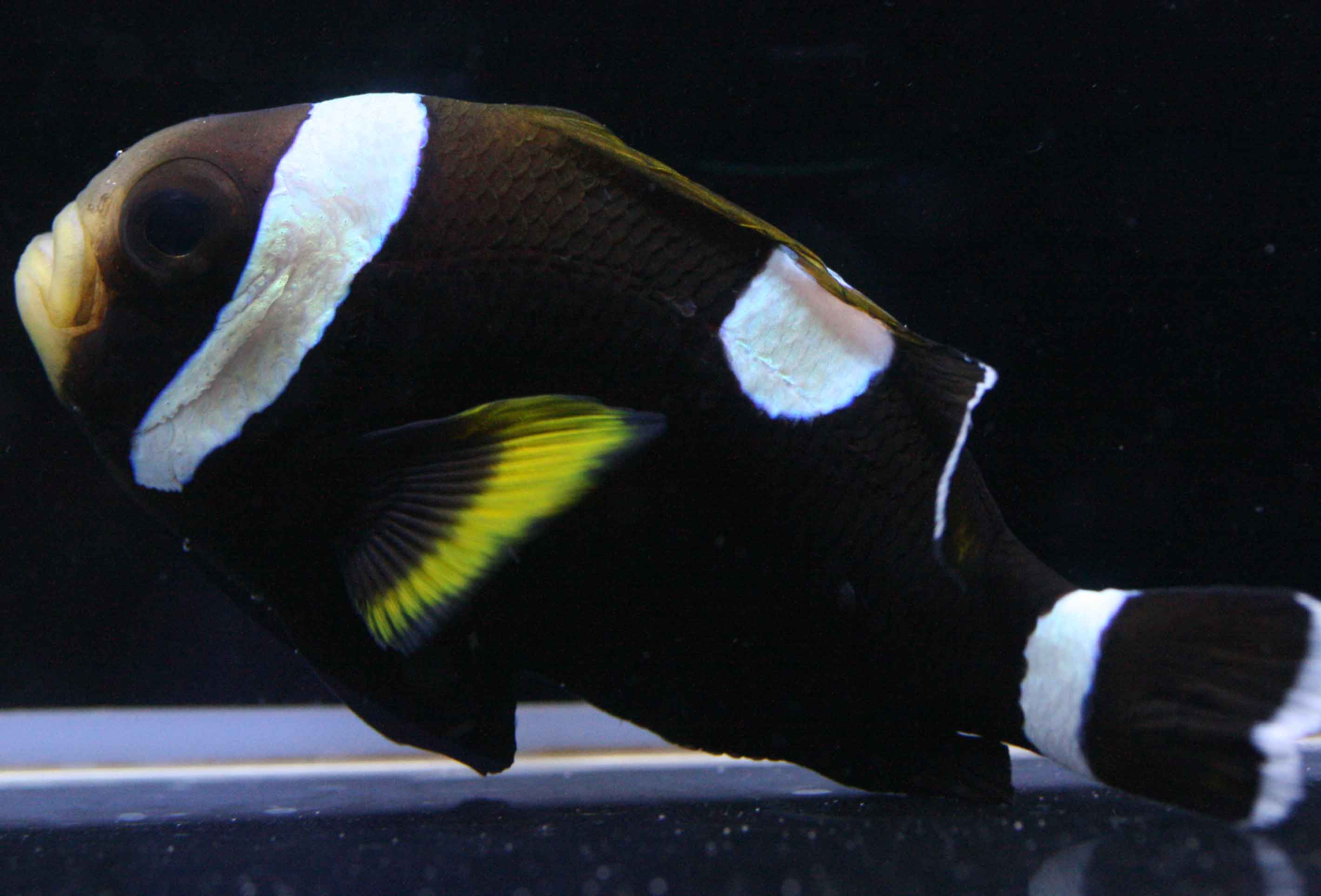 ワイドバンド コエダミドリイシ入荷 ビーボックスアクアリウム松戸店 海水魚 サンゴ情報 ワイドバンド コエダミドリイシ入荷 ビーボックスアクアリウム松戸店 海水魚 サンゴ情報