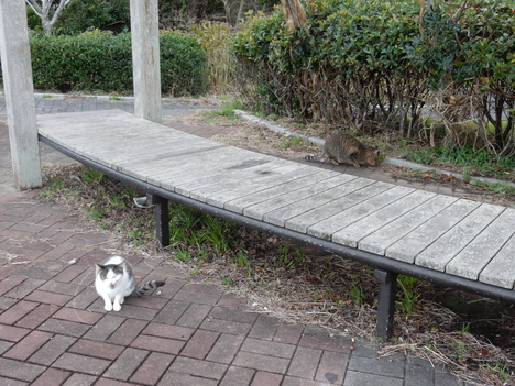 ’15,11,27(金)興津海岸が怒っている?_f0060461_9374845.jpg