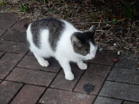 ’15,11,27(金)興津海岸が怒っている?_f0060461_939085.jpg