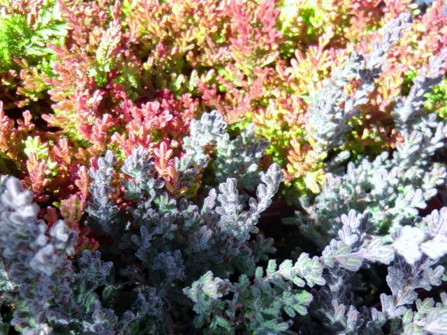 a0134568_14363136.jpg