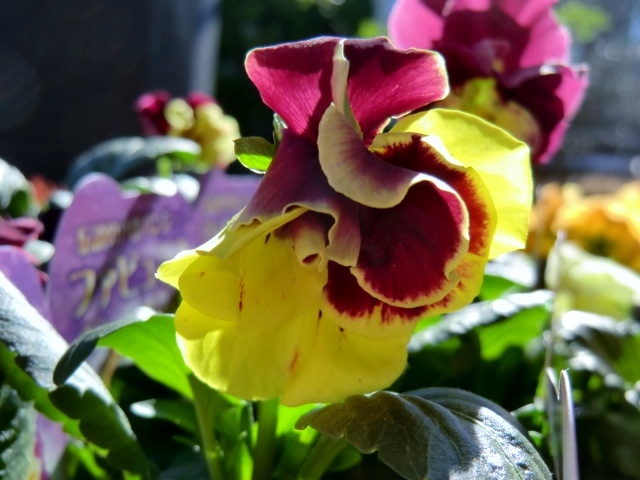 a0134568_14371427.jpg