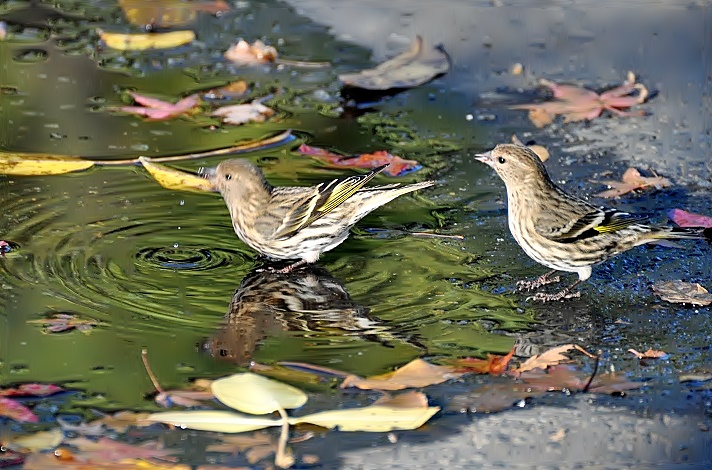 At Corte Madera Creek _a0126969_4492845.jpg