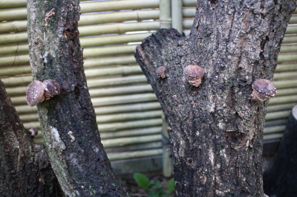 雨の恵み・・・椎茸にょきにょき_b0224178_21263810.jpg