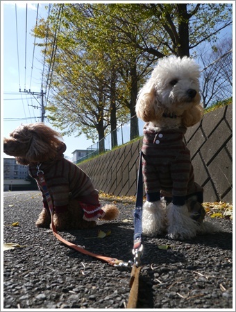 しばらくはお散歩できないからね、近場で紅葉狩りできそうかな?_b0175688_20252312.jpg