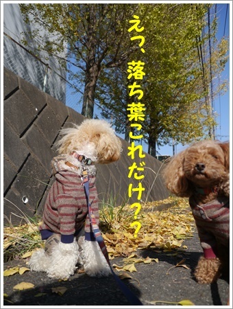 しばらくはお散歩できないからね、近場で紅葉狩りできそうかな?_b0175688_20282552.jpg