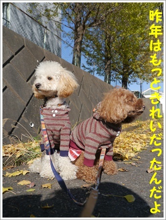 しばらくはお散歩できないからね、近場で紅葉狩りできそうかな?_b0175688_20283094.jpg