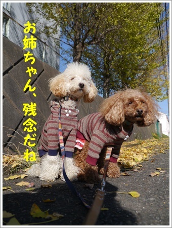 しばらくはお散歩できないからね、近場で紅葉狩りできそうかな?_b0175688_20283751.jpg