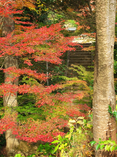 紅葉めぐり2015～善水寺～(11/22)_d0026589_23405958.jpg