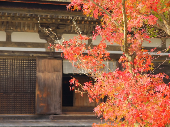 紅葉めぐり2015～善水寺～(11/22)_d0026589_23421212.jpg