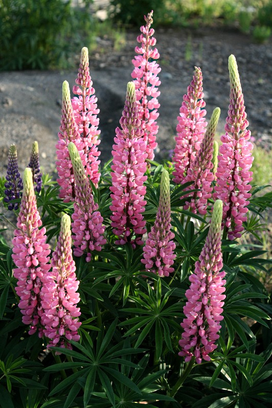 ルピナス 乙女座宮