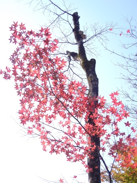 雪の湯布山と紅葉_c0361298_21133221.jpg