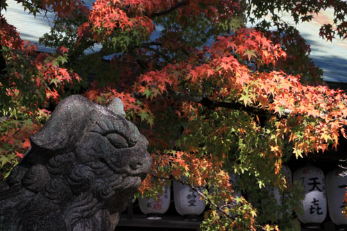 紅葉だより40　今宮神社_e0048413_2113427.jpg