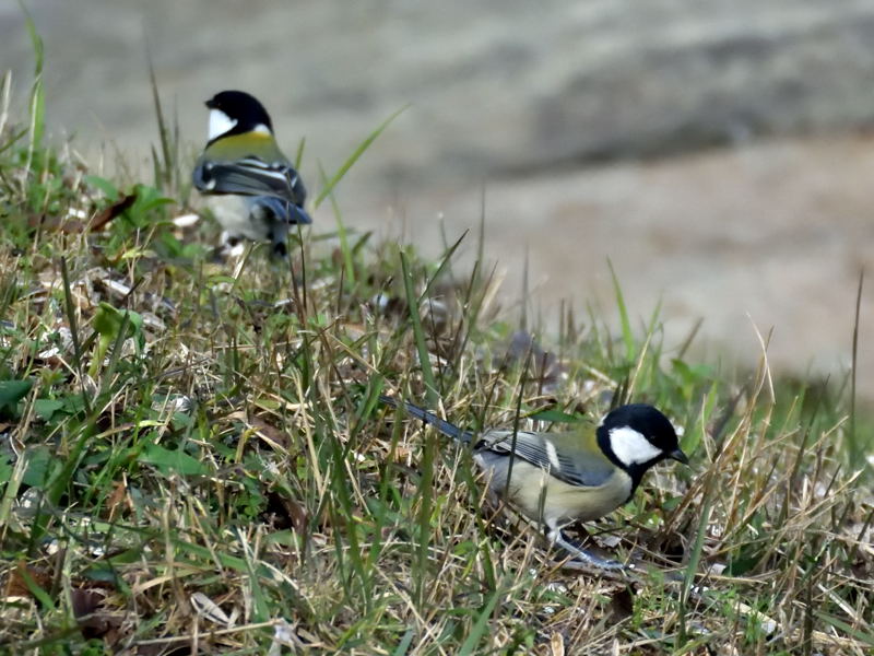 超久しぶりの野鳥_d0247114_16561419.jpg