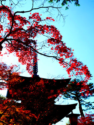 豪徳寺の紅葉　（１１月２８日　世田谷区にて）_a0023315_2282541.jpg