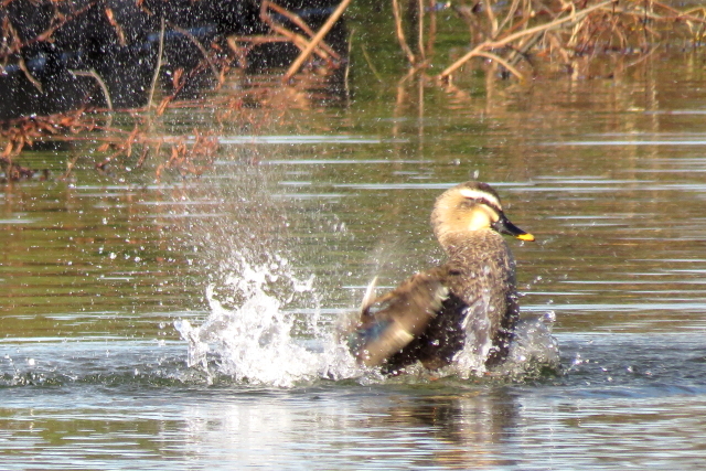 昭和記念公園散歩_b0183917_17301918.jpg