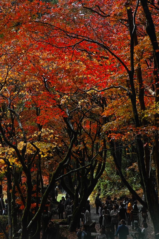 鶏足寺（旧飯福寺）跡の紅葉_d0351122_2024476.jpg