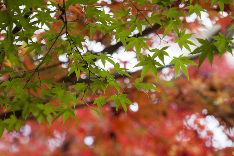 大窪寺　秋　2015_e0190224_11393065.jpg