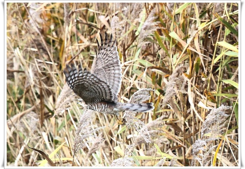 ハイタカは、留鳥として四国以北に分布するほか、全国に冬鳥として渡来_b0346933_71176.jpg