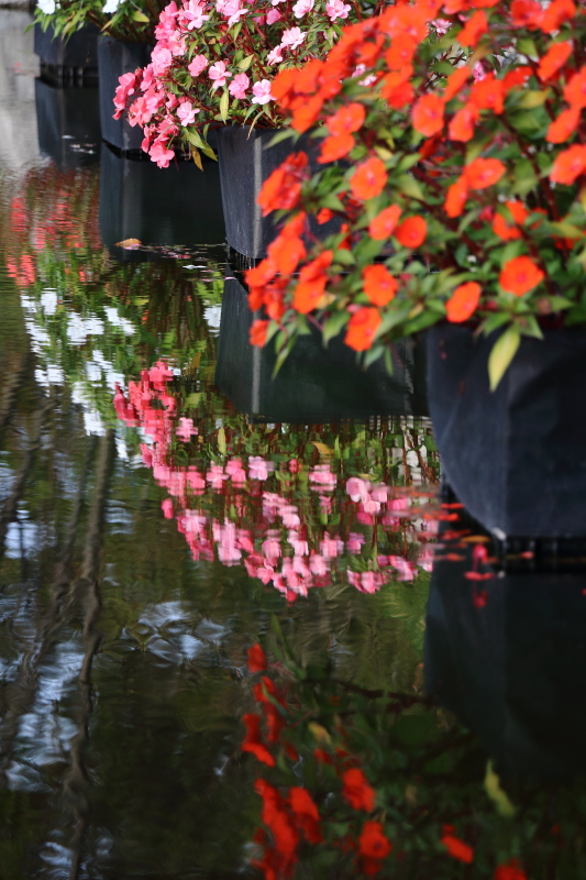 水面に映る花_c0272958_044539.jpg