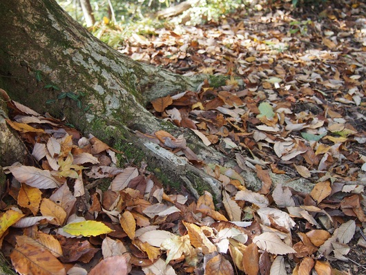 紅葉の高尾山へ_f0043559_19293945.jpg