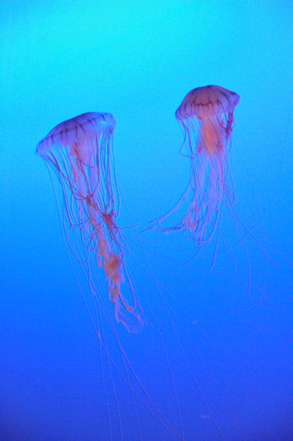 癒しの空間 ～クラゲファンタジーホール～ : 蜜蜂的写真日記