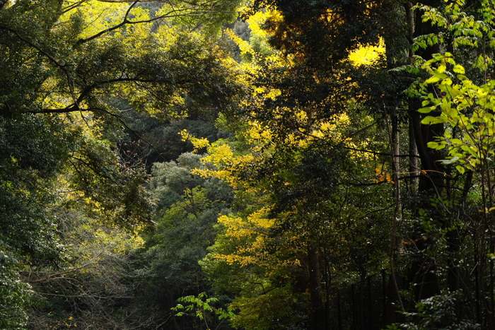 紅葉2015　　　南禅寺　　　　　　　　　　　　　_f0021869_2258247.jpg