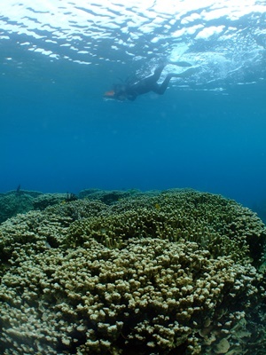 「DIVINGだ!!押忍!!」_b0033573_18142308.jpg