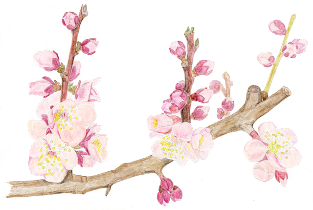 梅の花です Fleur De Jasmin 梅の花です Fleur De Jasmin