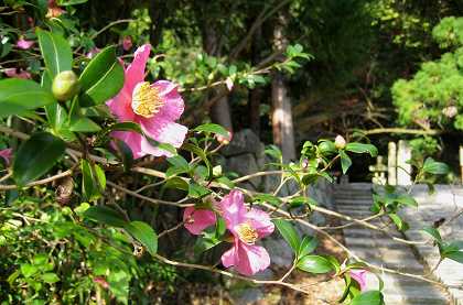 奥河内の灯里　観心寺　2015 ②_c0229483_19162410.jpg