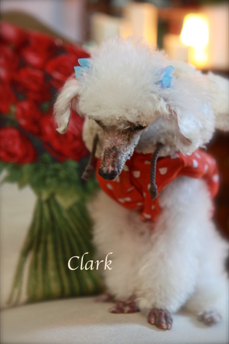 Junko et Clark♡_f0127388_16123527.jpg