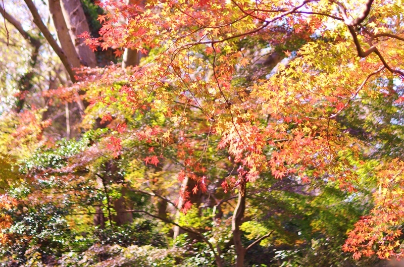 紅葉が始まりました_a0126590_13254418.jpg