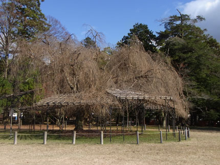 バスツアー京都光明寺＆嵯峨野トロッコ列車_c0168990_19184456.jpg