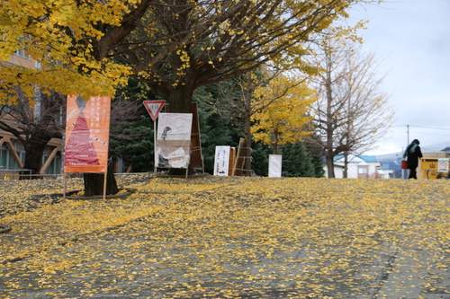 樹に残るイチョウ＆落ち葉の小白川キャンパス　１１月２８日（小雪・次候）　朔風（きたかぜ）葉を払う　_c0075701_187486.jpg