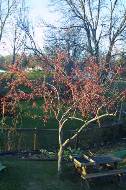 c0062603_11540276.jpg