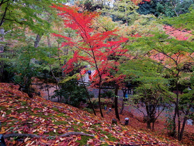 パットしない紅葉_a0164011_2214695.jpg