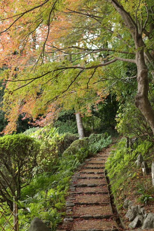 九品寺（2015/11/29）_e0344829_16113560.jpg