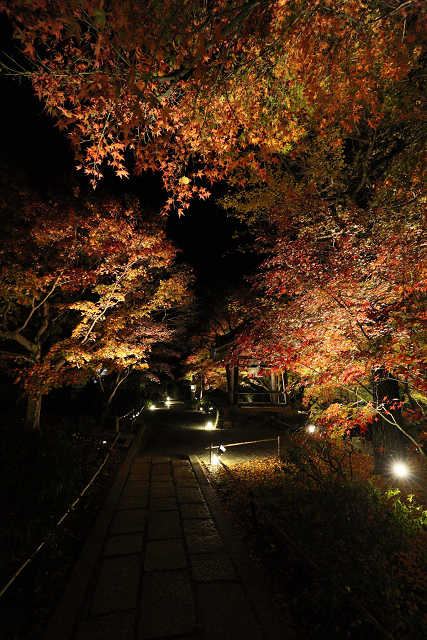 紅葉の京都2015 －常寂光寺 紅葉特別ライトアップ（後編）－_b0169330_14535880.jpg