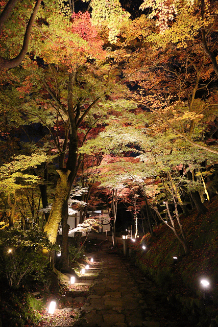 紅葉の京都2015 －常寂光寺 紅葉特別ライトアップ（後編）－_b0169330_163566.jpg