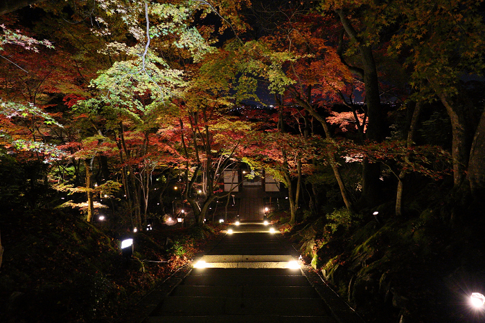 紅葉の京都2015 －常寂光寺 紅葉特別ライトアップ（後編）－_b0169330_1647183.jpg