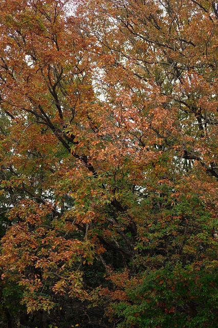 b0230131_821435.jpg