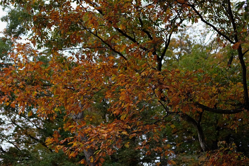 b0230131_8223014.jpg